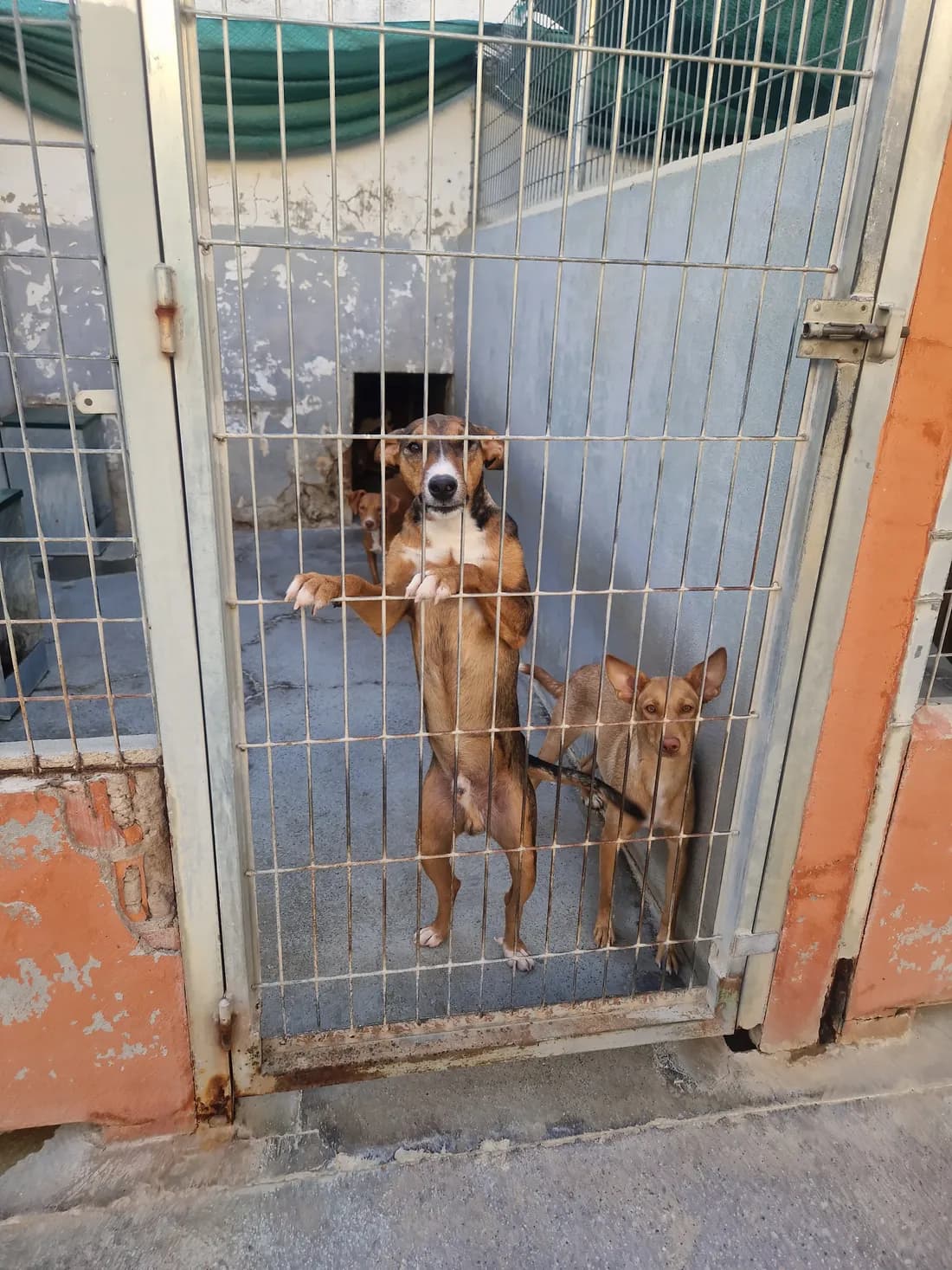 Dos de los perros del refugio, asomados a la reja de su chenil