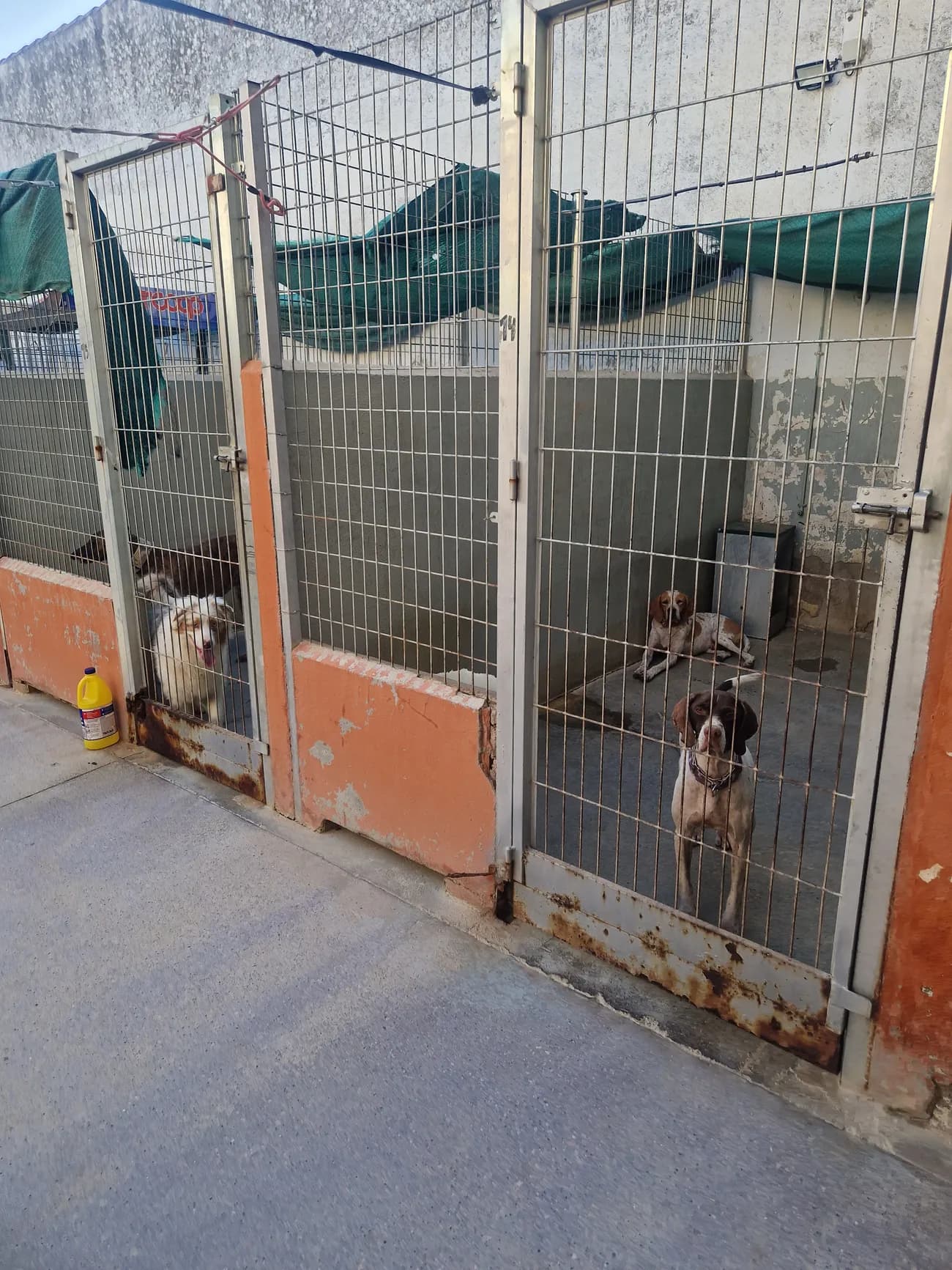 Perros del refugio esperando en su chenil