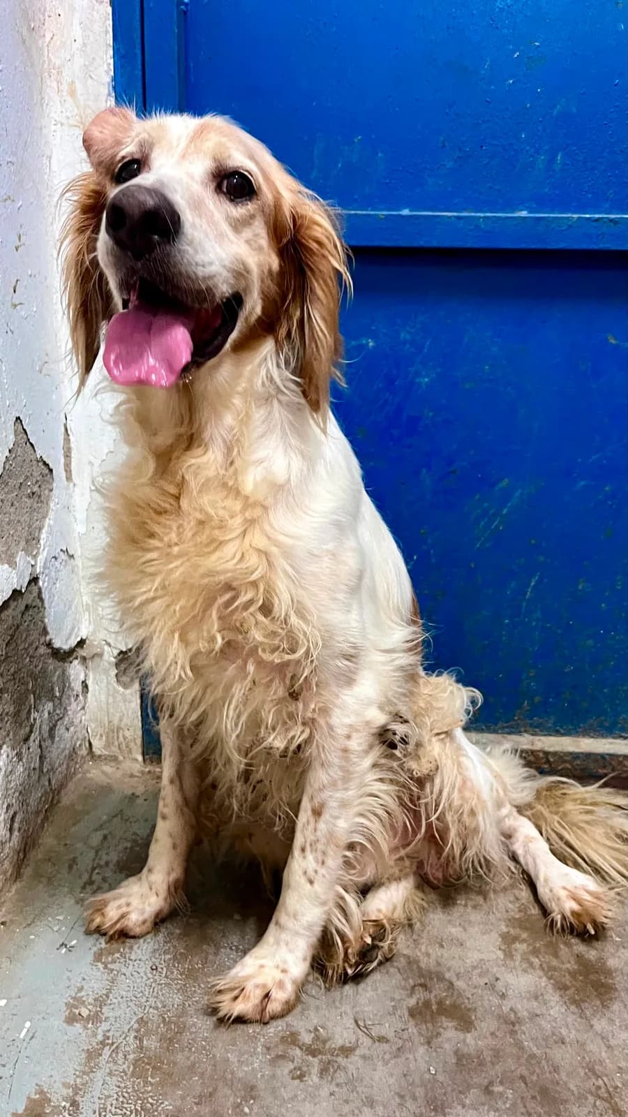Rex, en el Refugio San Jorge